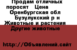 Продам отличных поросят › Цена ­ 2 500 - Оренбургская обл., Бузулукский р-н Животные и растения » Другие животные   